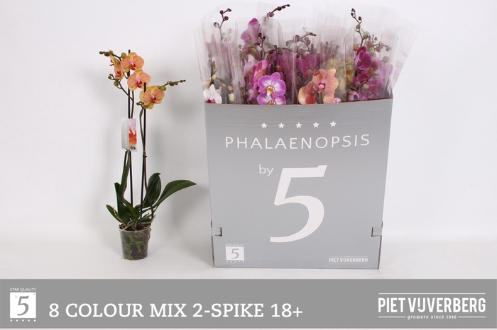 <h4>PHAL GEM 8 KL</h4>