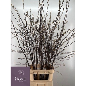 AMELANCHIER LAMARCKI