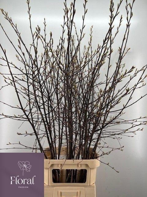 <h4>AMELANCHIER LAMARCKI</h4>