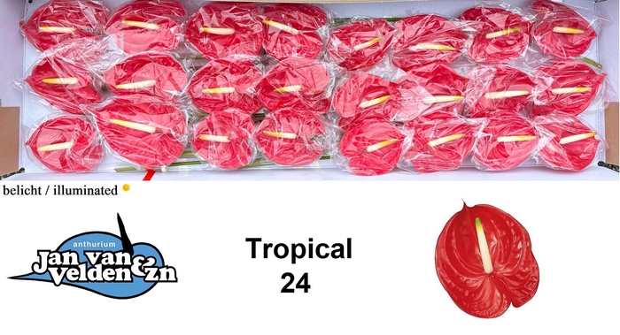 <h4>Anthurium Tropical</h4>