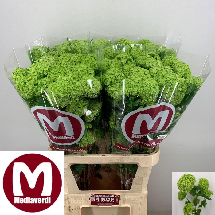 <h4>VIBURNUM ROSEUM ST</h4>