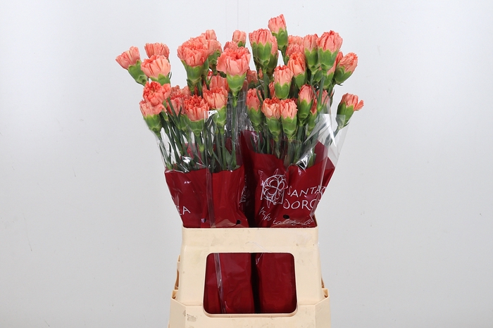 <h4>Di St Hermes Orange</h4>