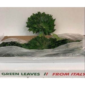 FATSIA JAPONICA BLAD