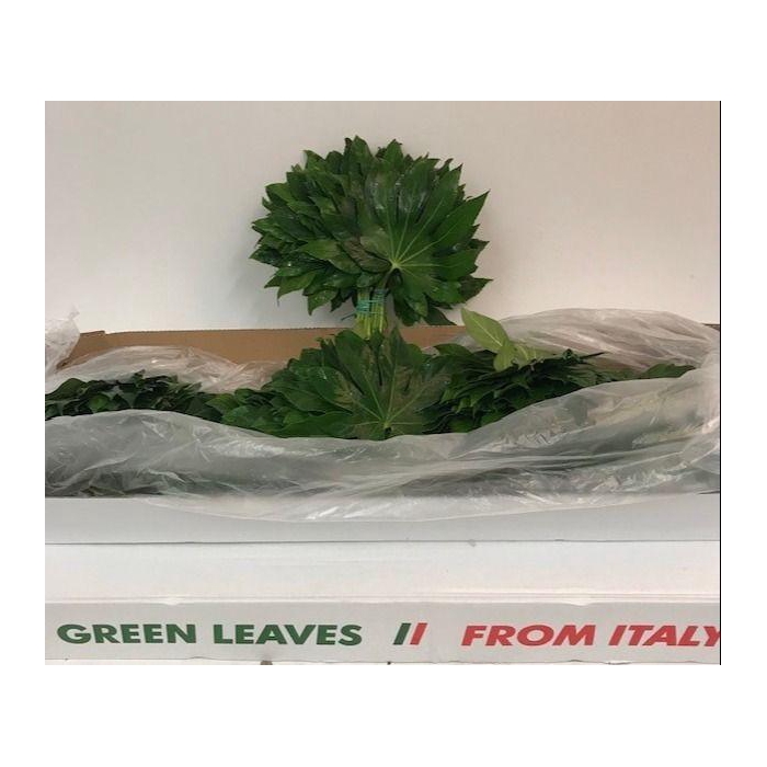 <h4>FATSIA JAPONICA BLAD</h4>