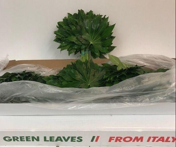 <h4>FATSIA JAPONICA BLAD</h4>