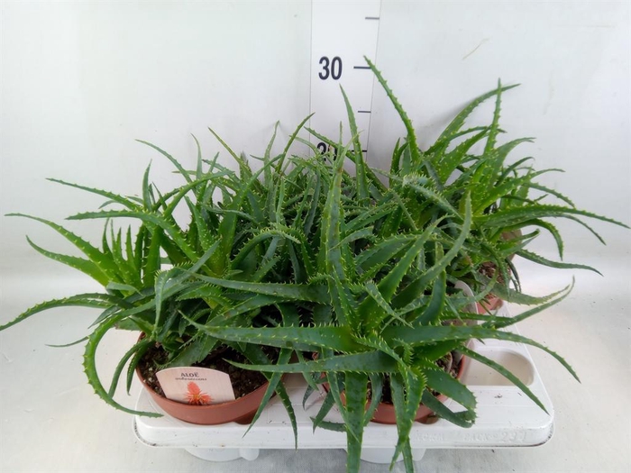 <h4>Aloe arborescens</h4>