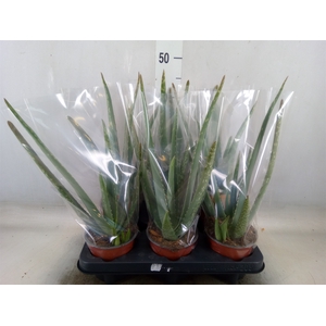 Aloe vera