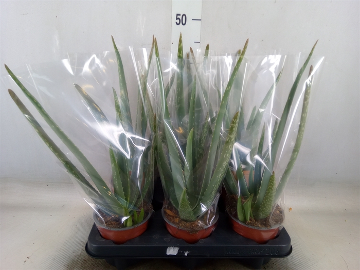 <h4>Aloe vera</h4>