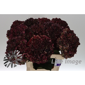 Hydrangea mag pink ruby classic