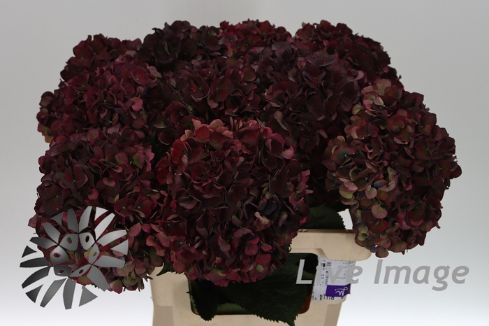 Hydrangea mag pink ruby classic