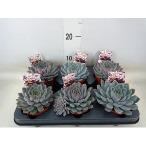 Echeveria   ...