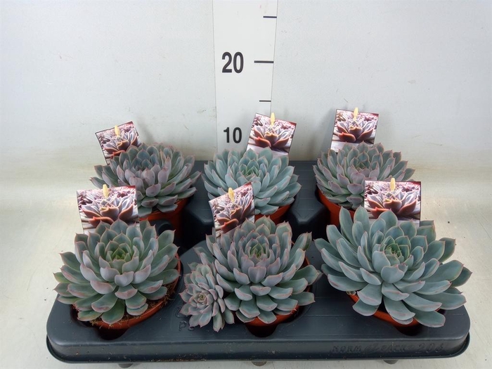 <h4>Echeveria   ...</h4>