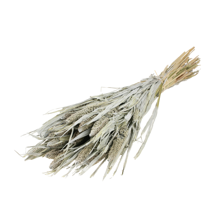 Setarea Italica Grey Misty