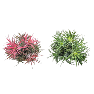 Tillandsia ionantha clumb mix large