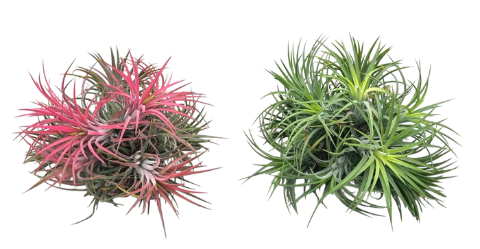 <h4>Tillandsia ionantha clumb mix large</h4>