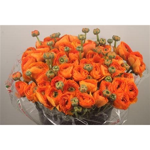 Ran... Su Lambada Super X50