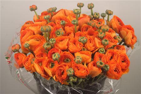 Ran... Su Lambada Super X50