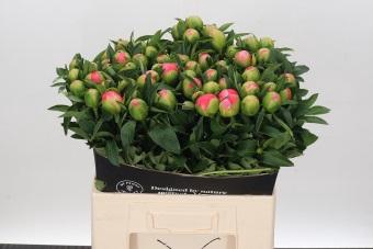 <h4>Paeonia Pink Hawaiian Coral</h4>