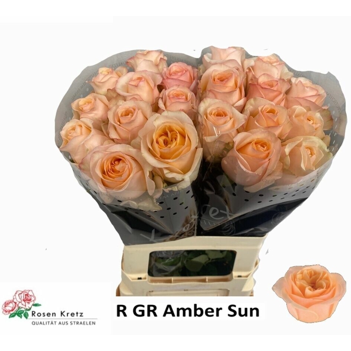 <h4>Rosa Gr Amber Sun</h4>