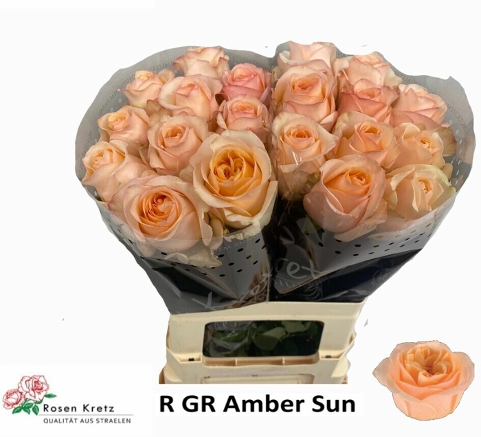 Rosa gr Amber Sun