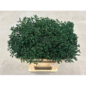 Limonium Intense Green