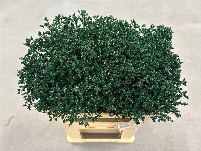 <h4>Limonium Intense Green</h4>