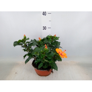 Hibiscus rosa-sin.   ...