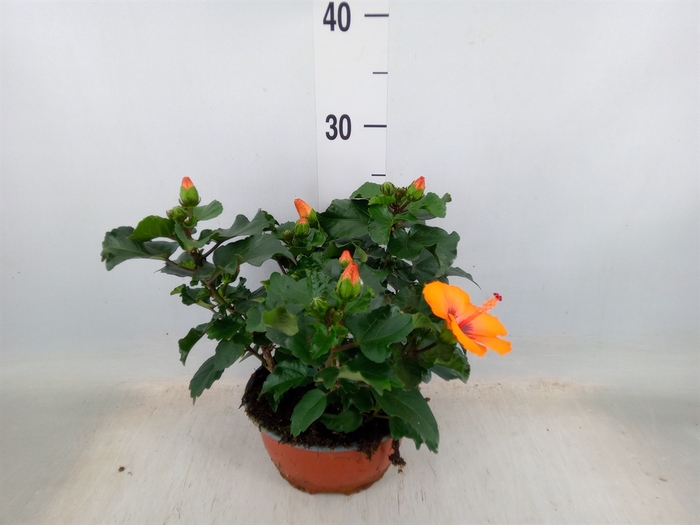 <h4>Hibiscus rosa-sin.   ...</h4>