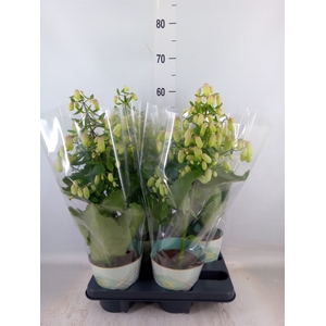Kalanchoe  'Magic Bell'