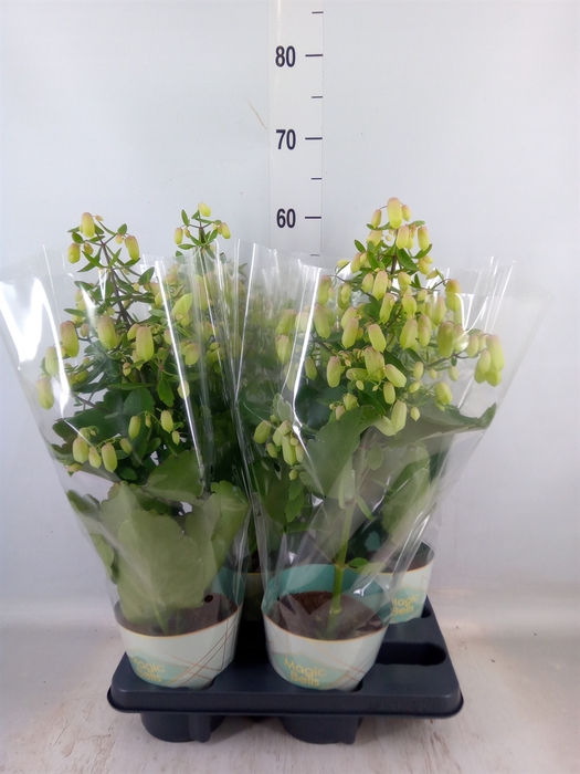 <h4>Kalanchoe  'Magic Bell'</h4>