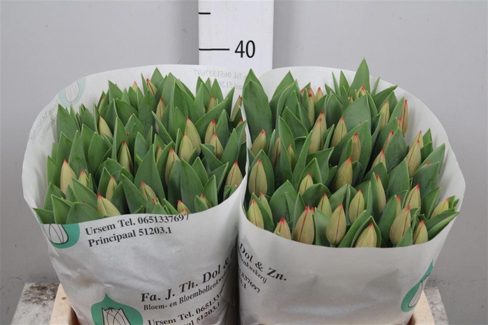 <h4>Tu En Ad Rem</h4>