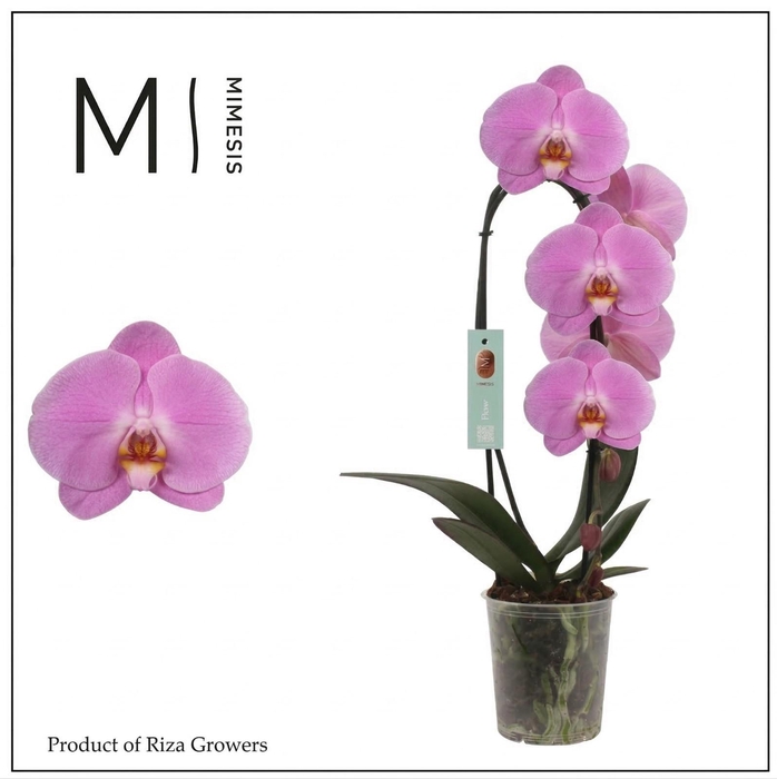 <h4>Phalaenopsis Flow Olga 1 spike - 12cm | Mimesis</h4>