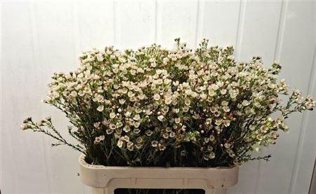 <h4>Chame Un Ella</h4>