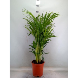 Dypsis lutescens   ...Chrysalidoca