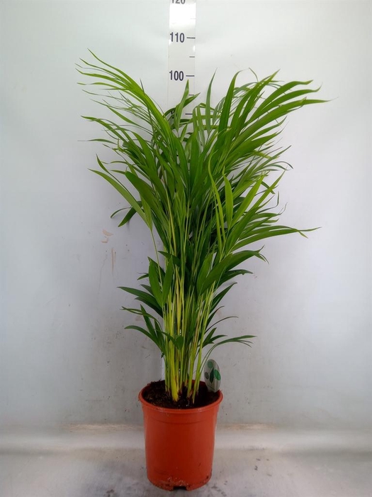 <h4>Dypsis lutescens   ...Chrysalidoca</h4>