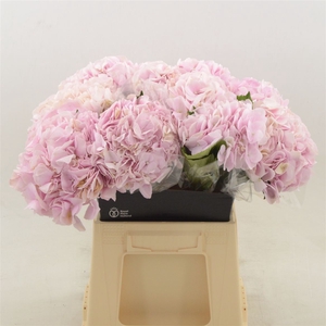 Hydrangea Force | Roze