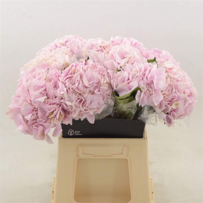 <h4>Hydrangea Force | Roze</h4>