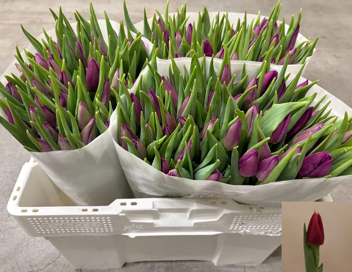 <h4>TU EN LAPTOP</h4>