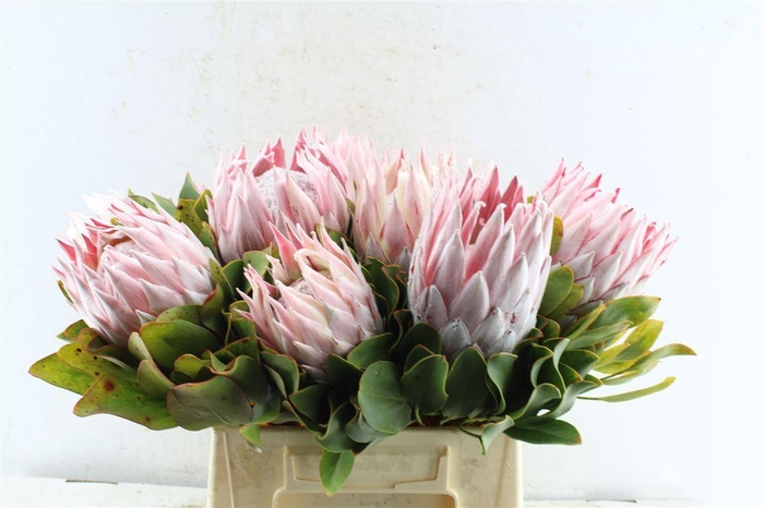 <h4>Protea Cynaroides</h4>
