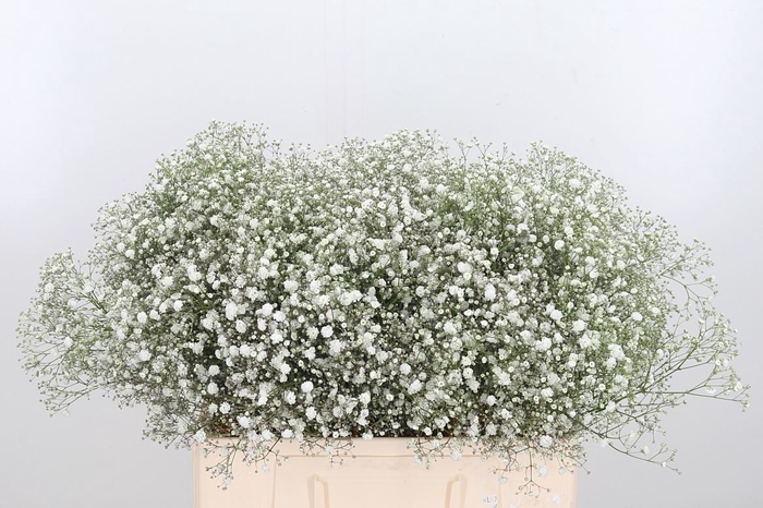 <h4>Gyps Xlence</h4>