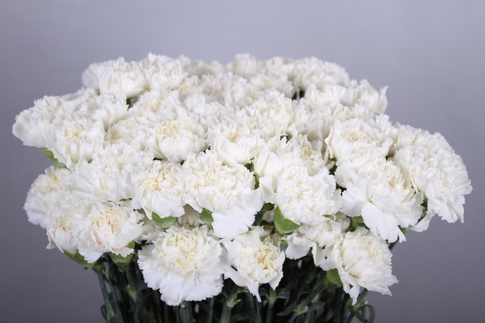 <h4>Dianthus St Holly</h4>