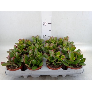 Crassula ovata 'Sunset'