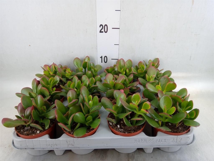 <h4>Crassula ovata 'Sunset'</h4>