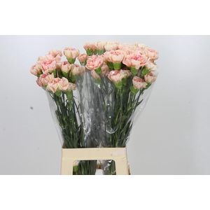 Dianthus St Happy Hoshi