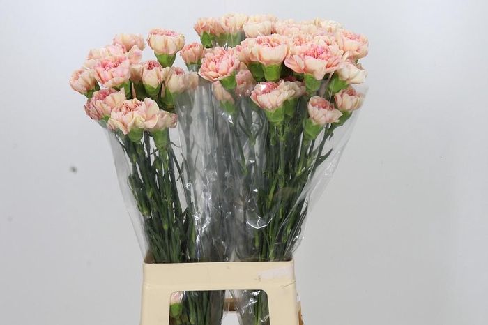 <h4>Dianthus St Happy Hoshi</h4>