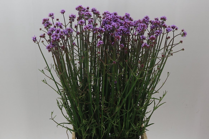 Verbena Has Pink Spires