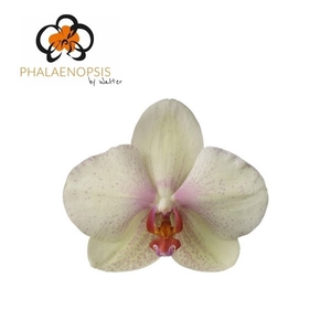 Phal Omega 7-9