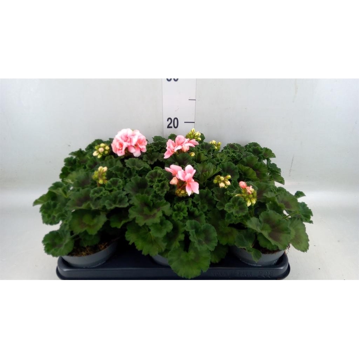 <h4>Pelargonium zona.   ...F1</h4>