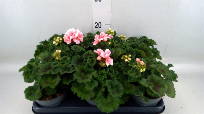 <h4>Pelargonium zona.   ...F1</h4>