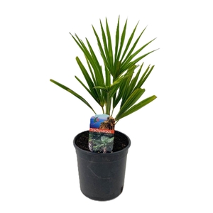 Trachycarpus fortunei